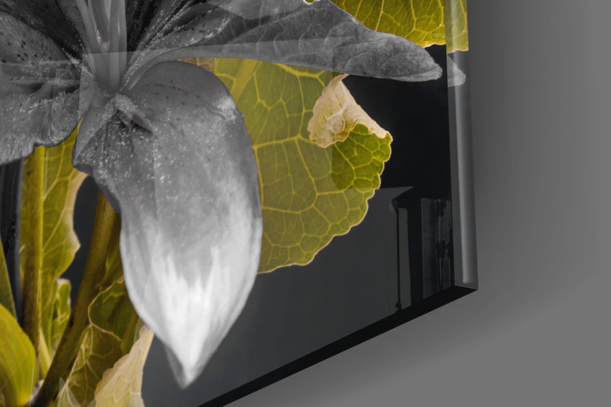 Close-up angled view of white and gray lily flowers with vibrant yellow-green leaves against black glass background.