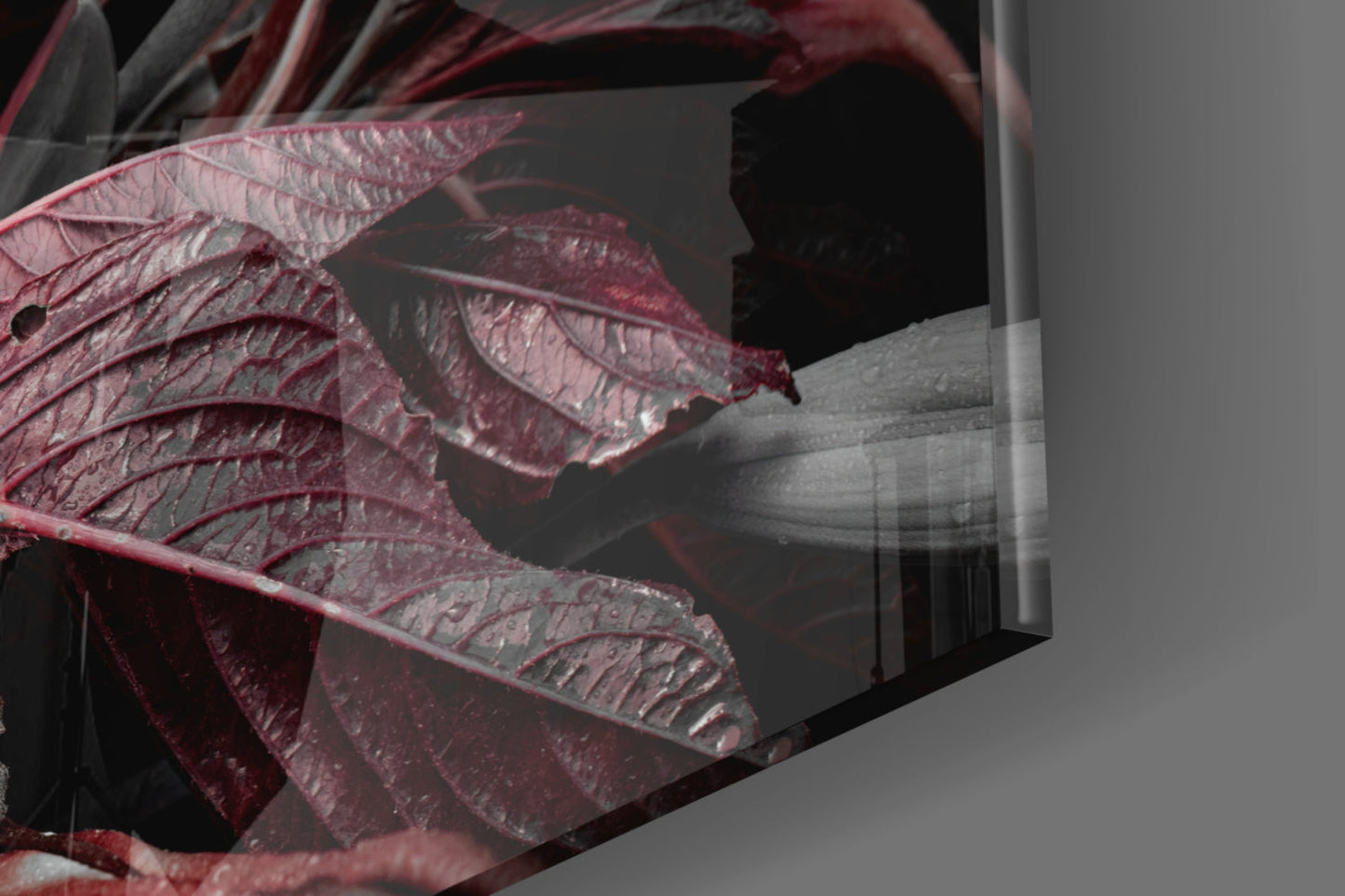 Crimson Dewy Lilies on Black Glass Wall Art