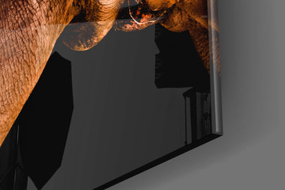 Warm Lit Rhino Close Up Glass Wall Art