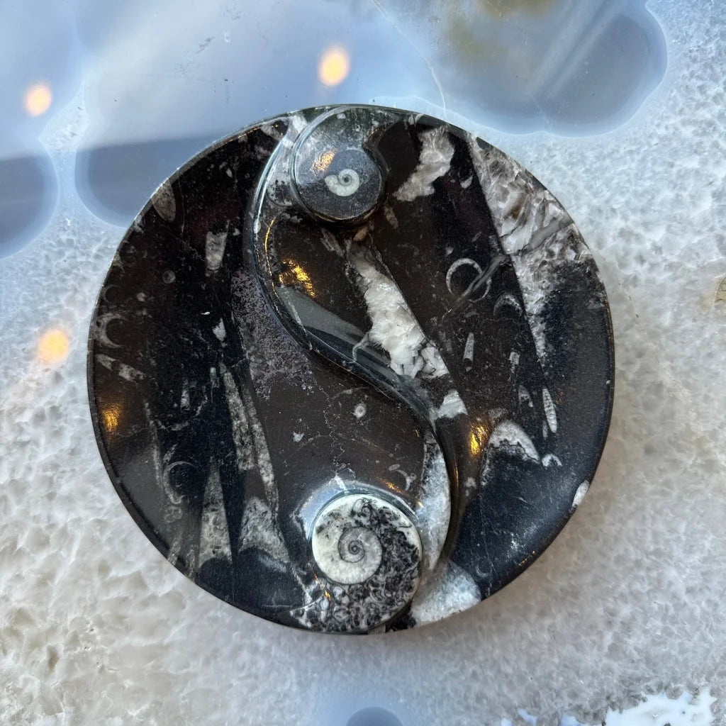 Polished black limestone orthoceras fossils yin yang pendant