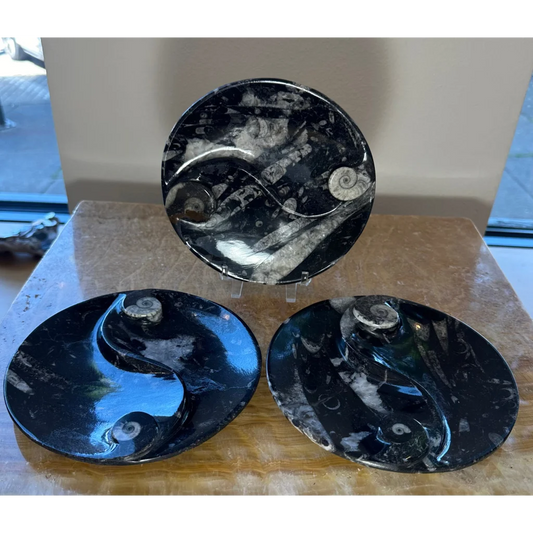 Polished black limestone Orthoceras fossils yin yang plate from Morocco