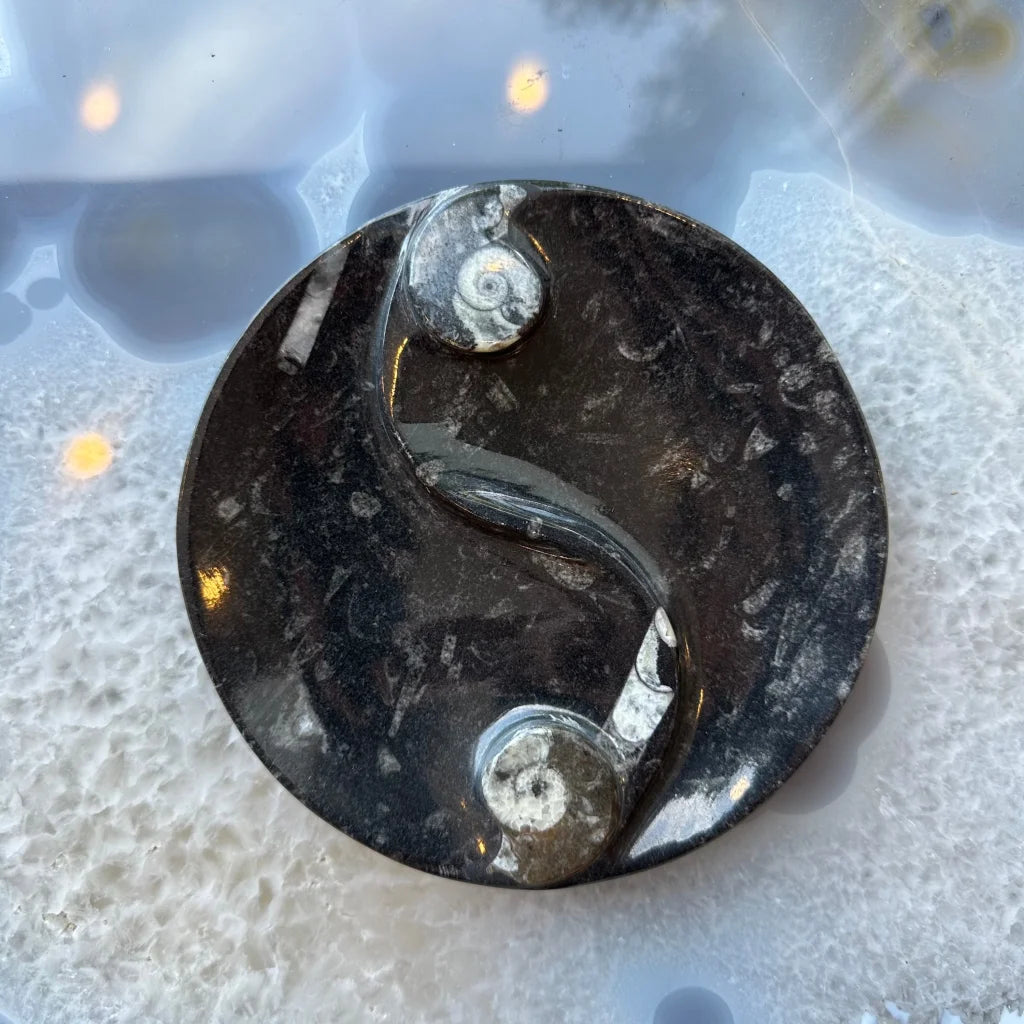 Polished black limestone yin yang plate with orthoceras fossils from Morocco