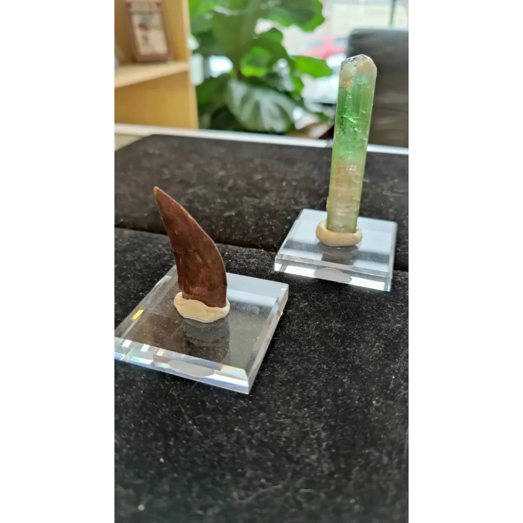 Polished green crystal and brown fossil tooth on display putty stands