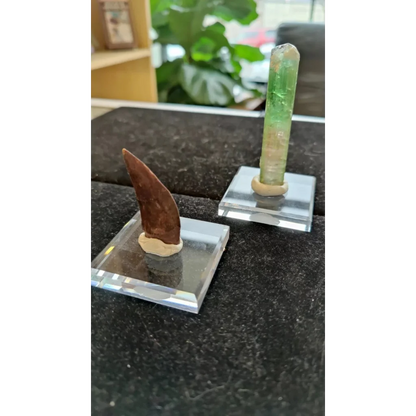 Polished green crystal and brown fossil tooth on display putty stands
