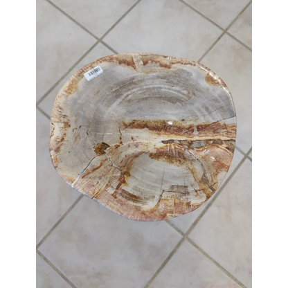 Polished petrified wood pedestal stool with natural rings