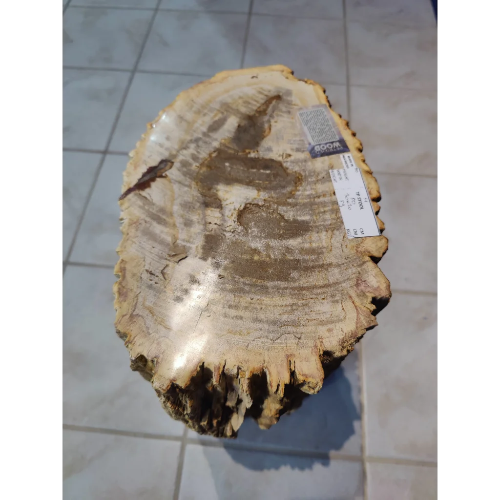 Rustic petrified wood pedestal with natural circular wood grain