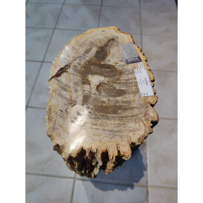 Rustic petrified wood pedestal with natural circular wood grain