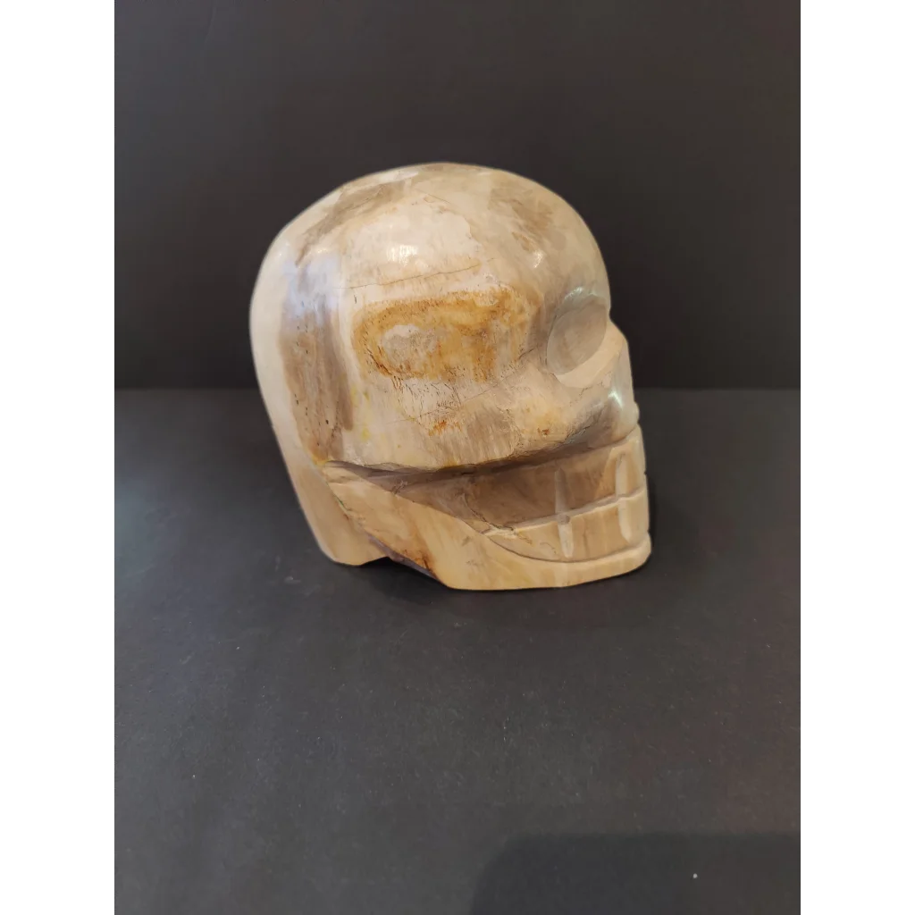 Smooth petrified wood skull sculpture with carved eye sockets and teeth