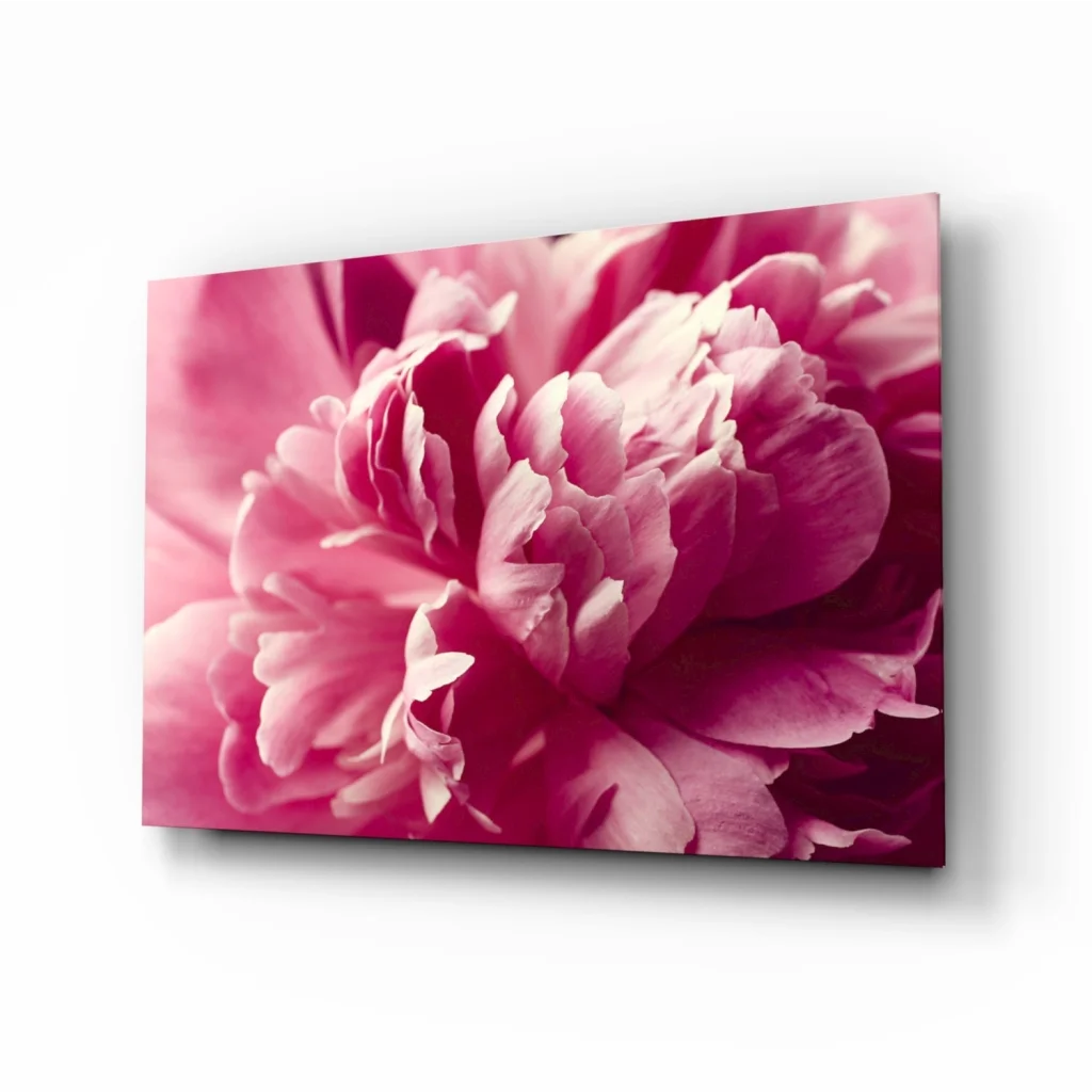 Vibrant pink peony on canvas wall art print