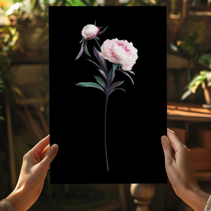 Delicate pink peony illustration on black canvas aluminum print