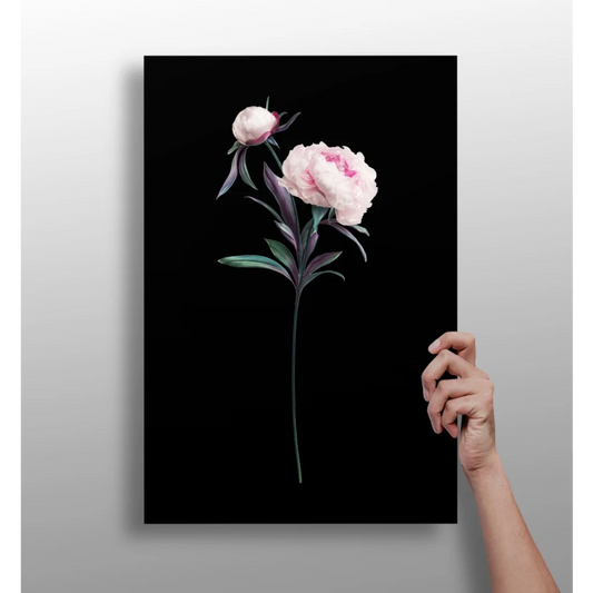Delicate pink peony on sleek black canvas aluminum print