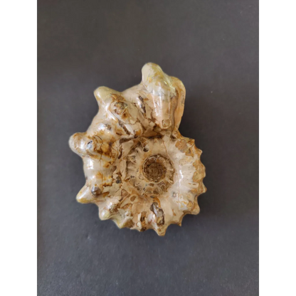 Polished cream and brown ammonite fossil, Early Cretaceous, Madagascar