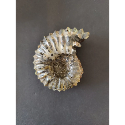 Polished early Cretaceous ammonite fossil from Madagascar