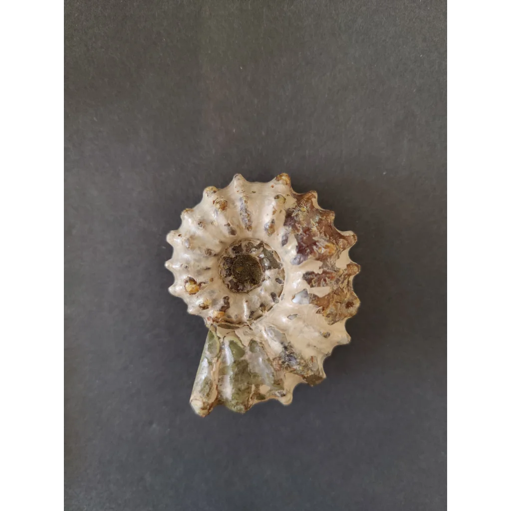 Polished ammonite fossil from Early Cretaceous, Madagascar