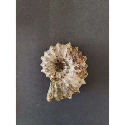 Polished ammonite fossil from Early Cretaceous, Madagascar