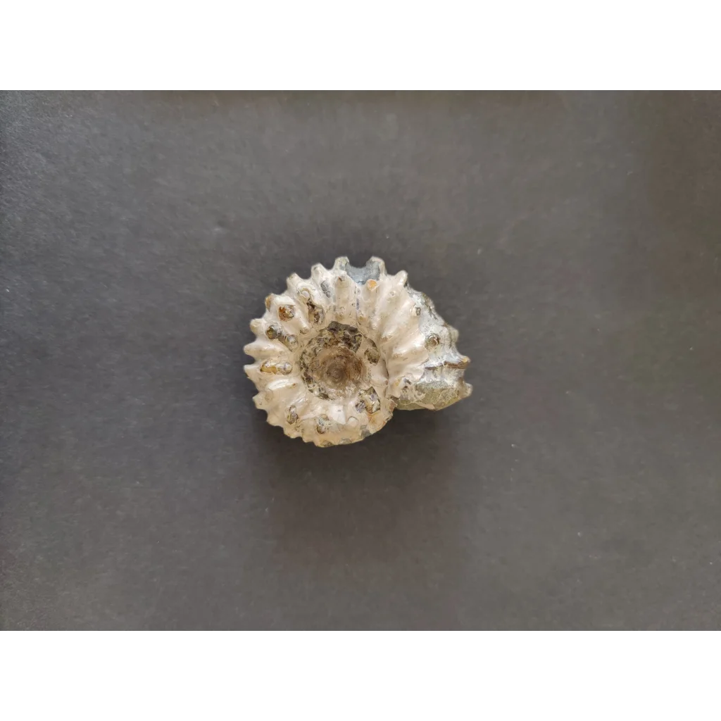 Polished ammonite fossil from Early Cretaceous, Madagascar