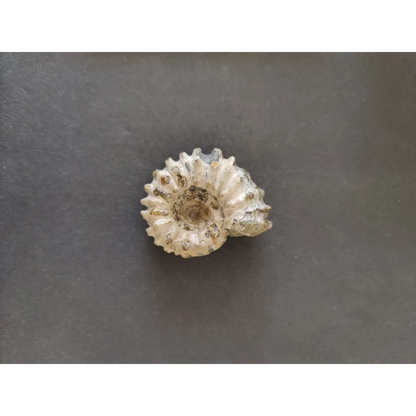 Polished ammonite fossil from Early Cretaceous, Madagascar
