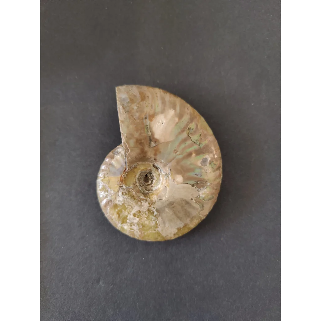 Polished ammonite fossil, early Cretaceous from Madagascar
