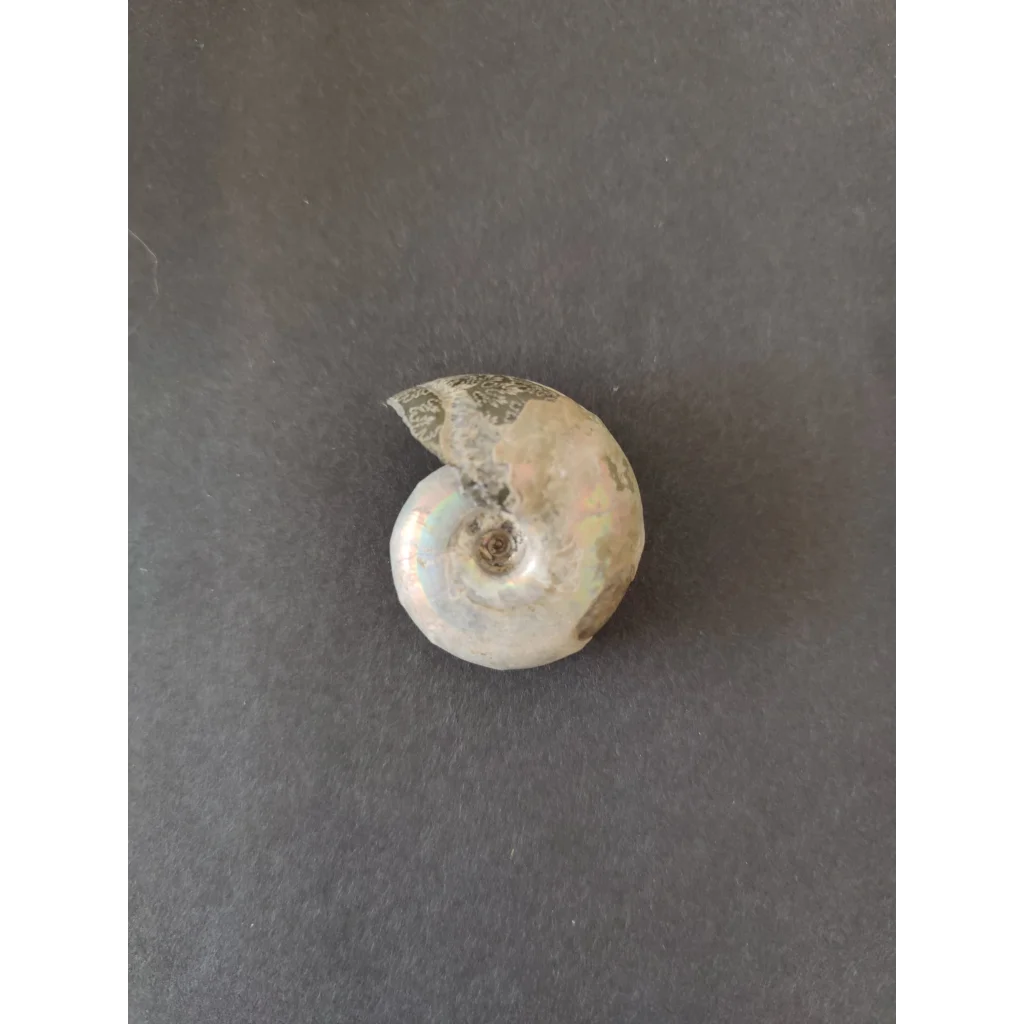 Polished ammonite fossil from Early Cretaceous, Madagascar, spiral iridescent shell