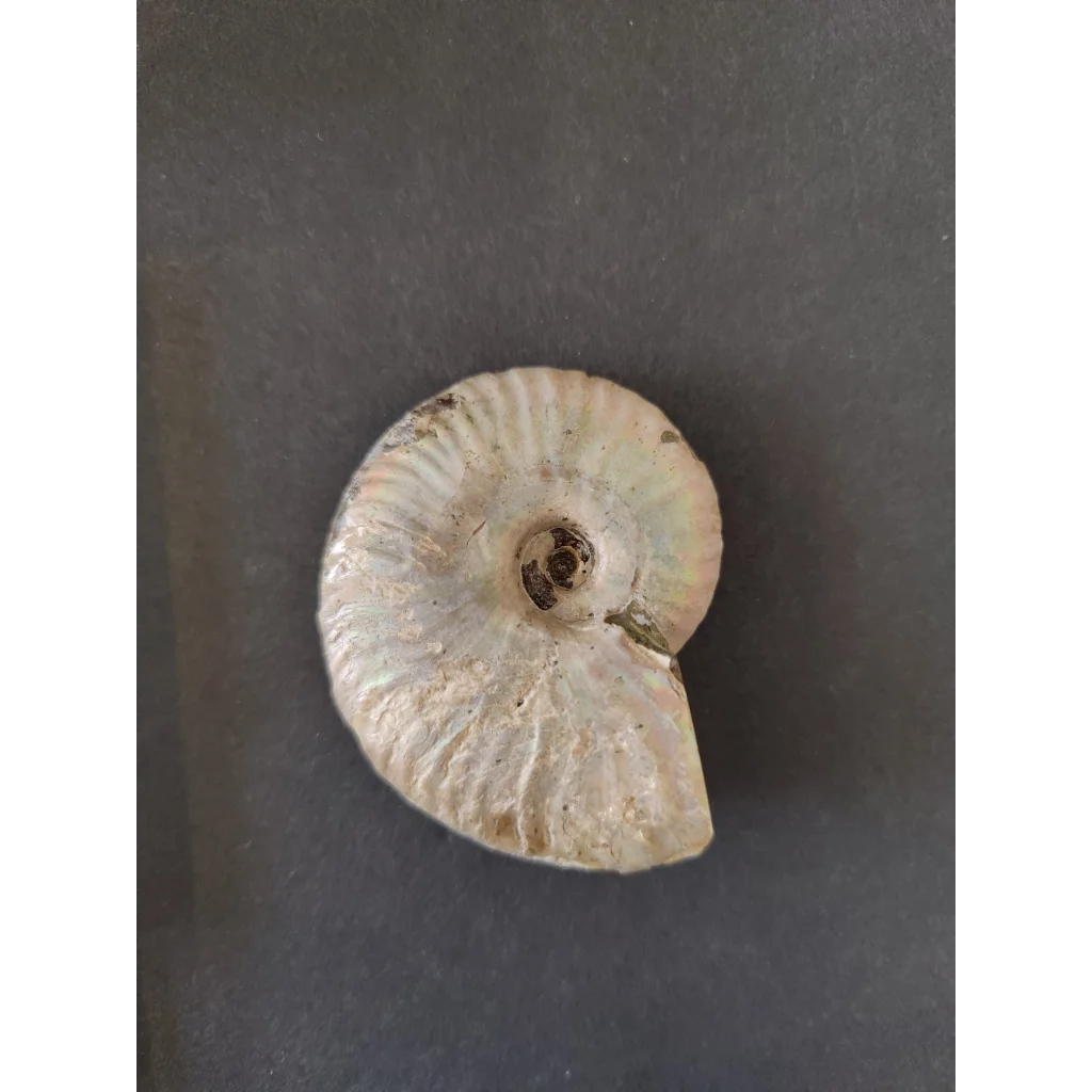 Polished ammonite fossil from Early Cretaceous, Madagascar