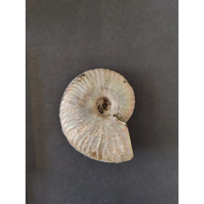 Polished ammonite fossil from Early Cretaceous, Madagascar