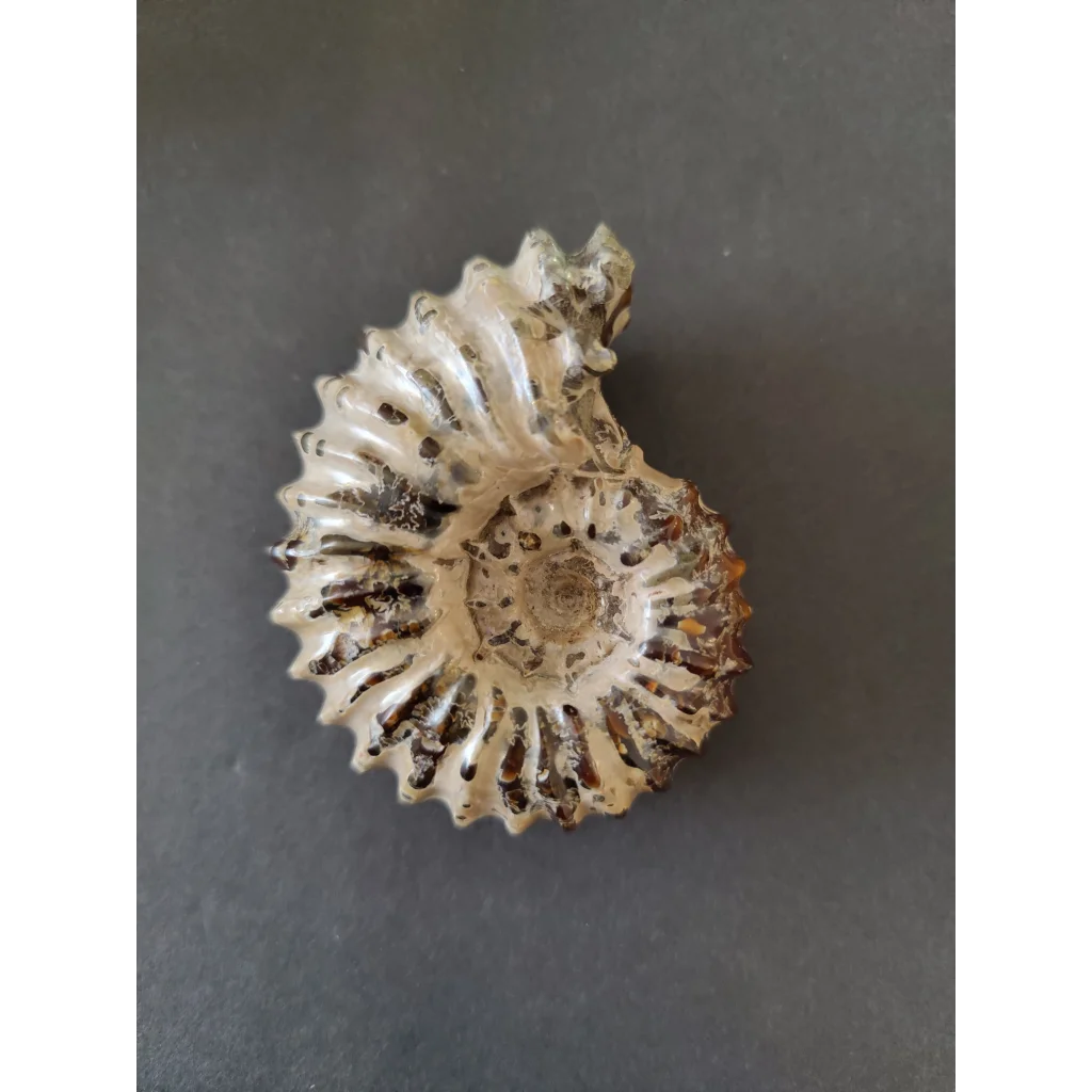 Polished ammonite fossil from Early Cretaceous, Madagascar