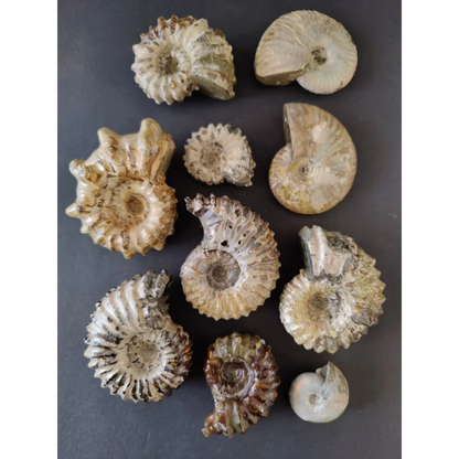 Polished ammonite fossil from Early Cretaceous, Madagascar