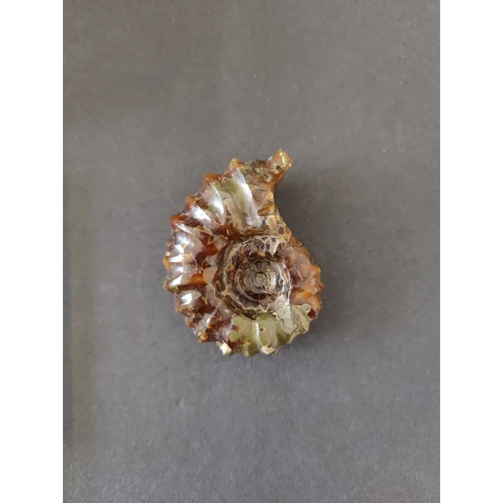 Polished amber ammonite fossil, Early Cretaceous, Madagascar