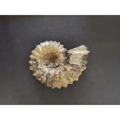 Polished ammonite fossil from Early Cretaceous, Madagascar