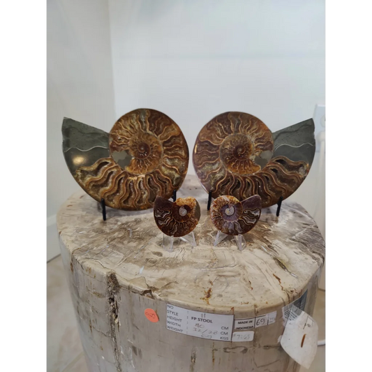 Two polished brown ammonite fossil halves with intricate spiral patterns displayed on clear acrylic stands on marble pedestal