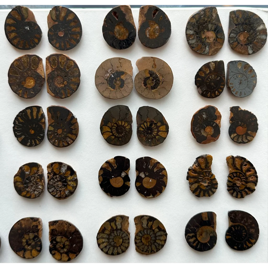 Polished ammonite fossil halves from Morocco with spiral patterns