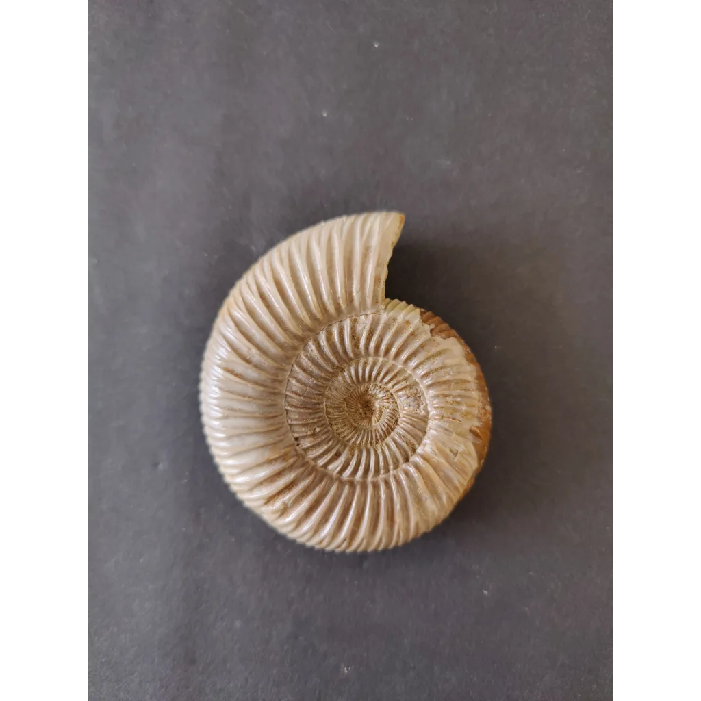 Polished beige ammonite fossil, late Jurassic, Madagascar spiral shell