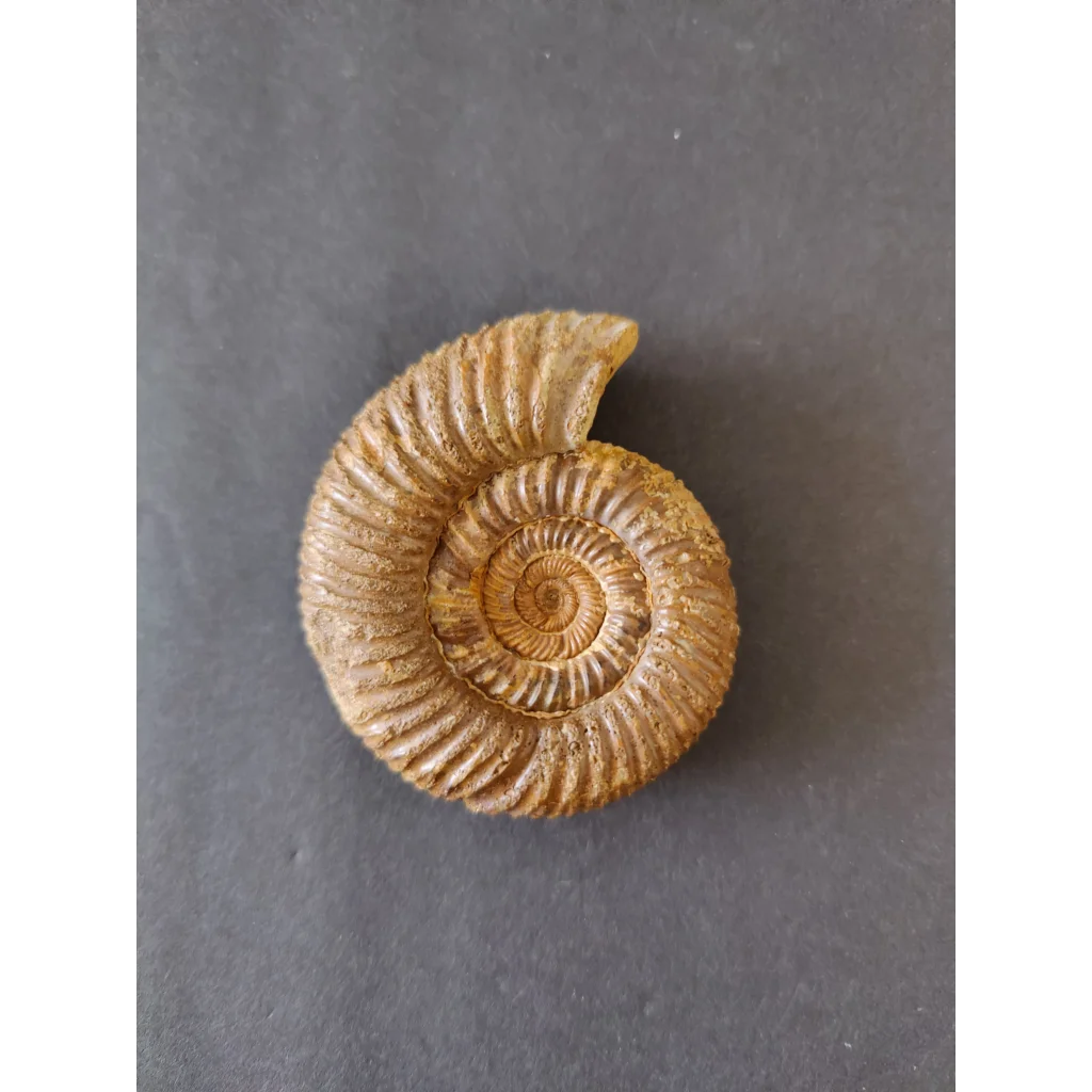 Polished late Jurassic ammonite fossil from Madagascar