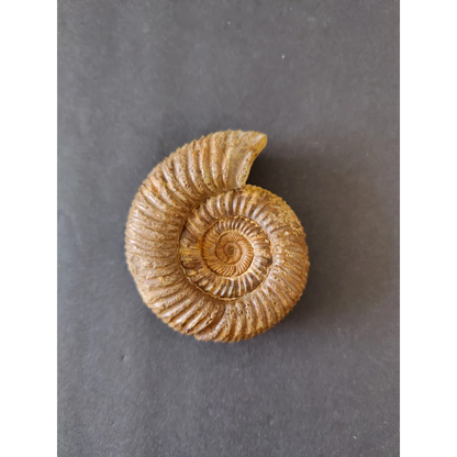 Polished late Jurassic ammonite fossil from Madagascar