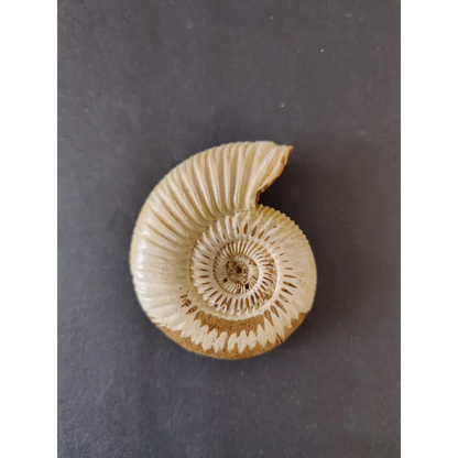 Polished cream ammonite fossil, Late Jurassic, Madagascar