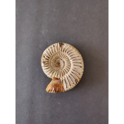 Polished beige ammonite fossil, Late Jurassic, Madagascar spiral ridges