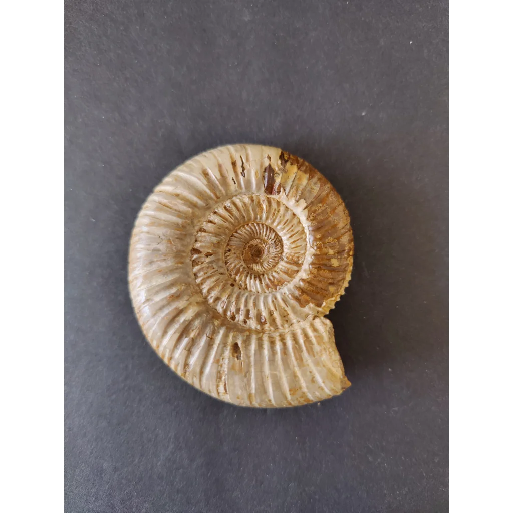 Polished beige and brown ammonite fossil, Late Jurassic, Madagascar