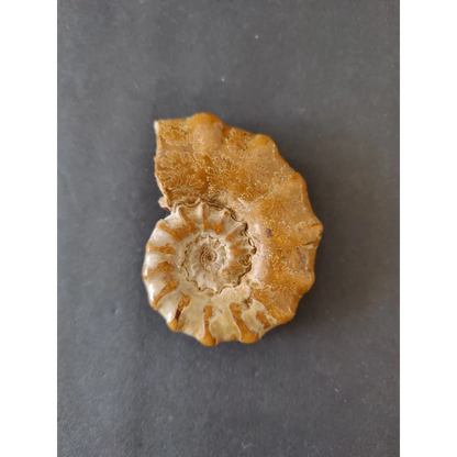 Polished amber ammonite fossil, Late Jurassic, Madagascar