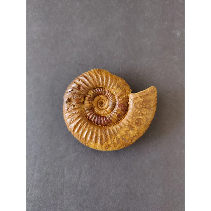 Polished late Jurassic ammonite fossil from Madagascar