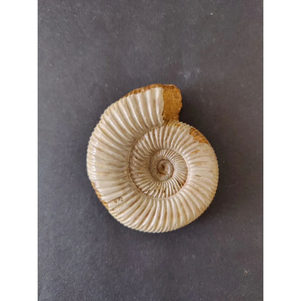 Polished cream ammonite fossil, Late Jurassic, Madagascar