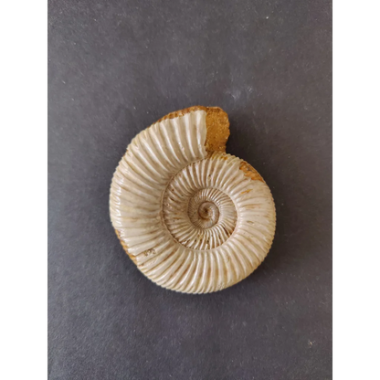 Polished cream ammonite fossil, Late Jurassic, Madagascar