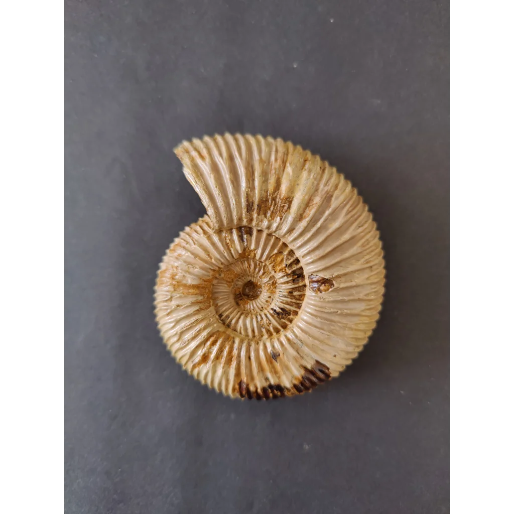 Polished beige ammonite fossil, late Jurassic, Madagascar spiral shell