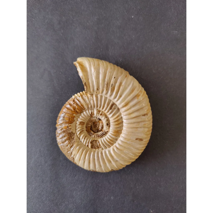 Polished beige ammonite fossil with spiral shell, Late Jurassic, Madagascar