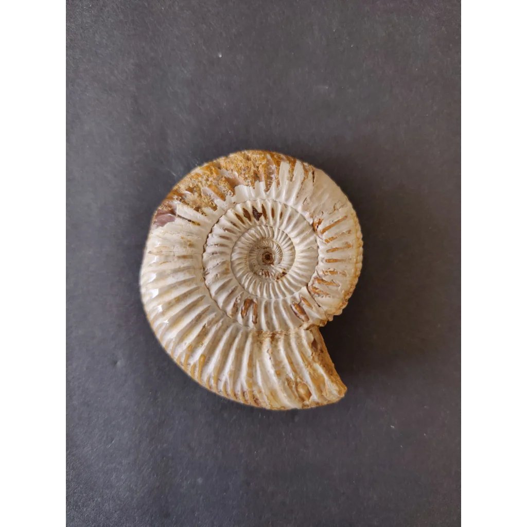 Polished cream ammonite fossil, Late Jurassic, Madagascar