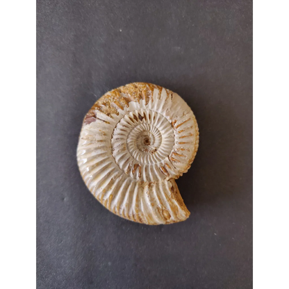 Polished cream ammonite fossil, Late Jurassic, Madagascar