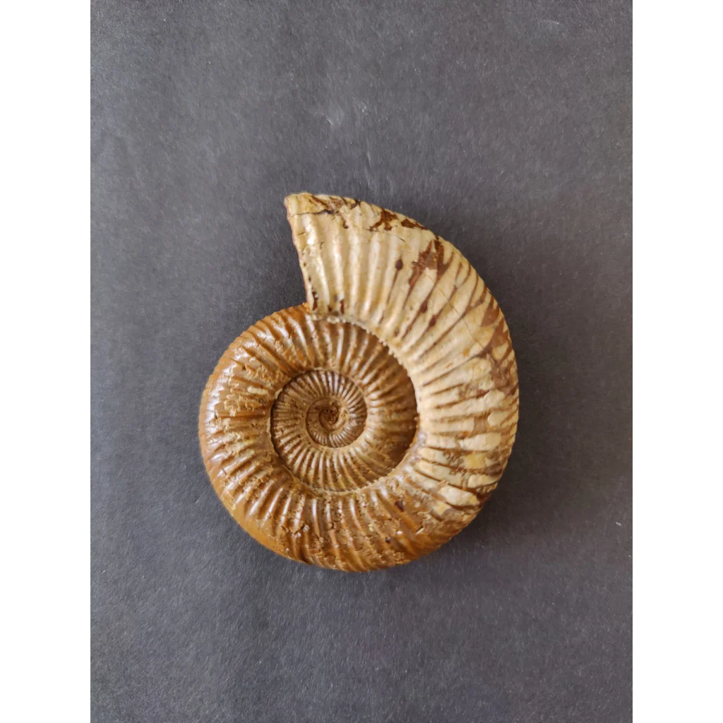 Polished beige and brown ammonite fossil, Late Jurassic, Madagascar