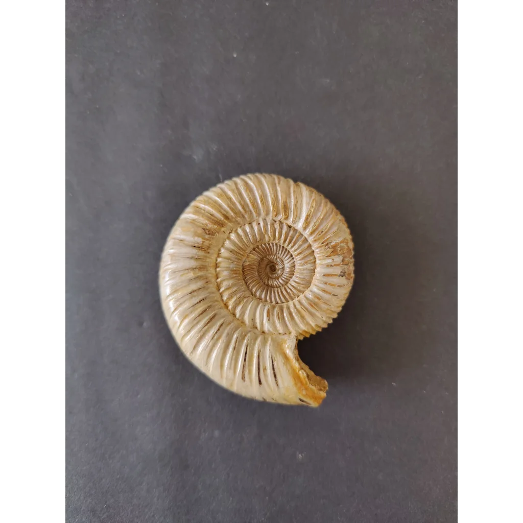 Polished late Jurassic ammonite fossil from Madagascar
