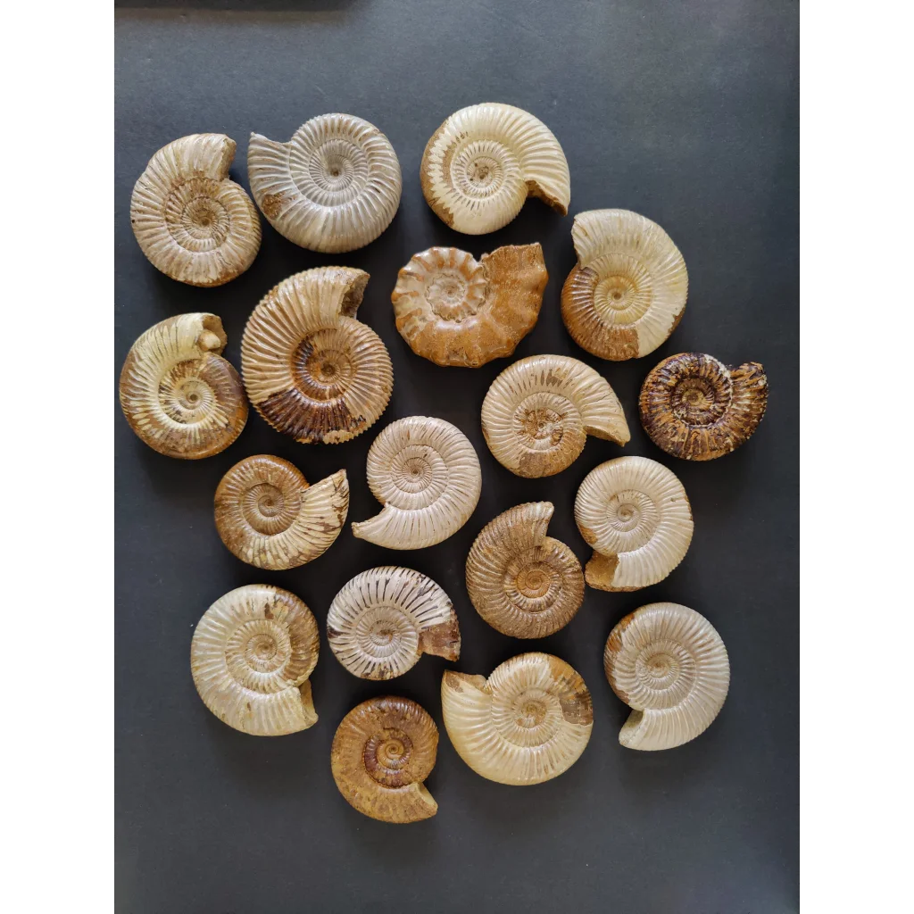 Polished late Jurassic ammonite fossil from Madagascar