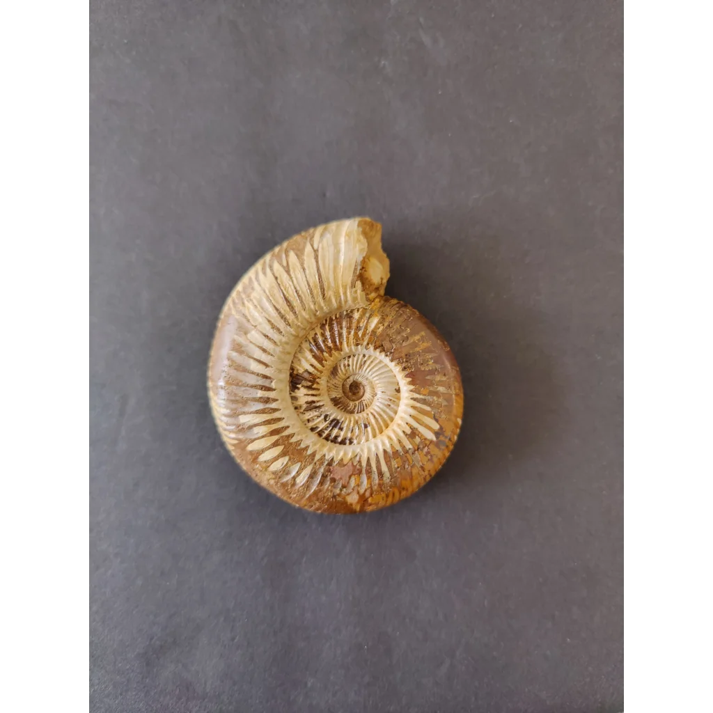 Polished amber ammonite fossil, Late Jurassic, Madagascar, spiral ridges