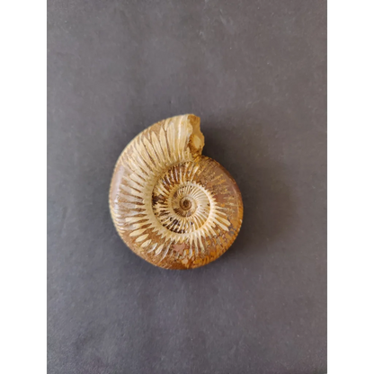 Polished amber ammonite fossil, Late Jurassic, Madagascar, spiral ridges